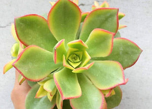 Aeonium- The November Plant