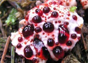 10 Most Strange Looking Plants in the World