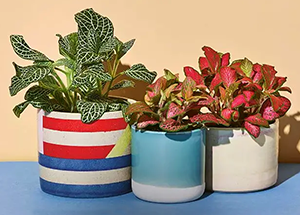 Indoor Plants That Crave Low Light & Dark House Corners