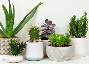 Best Fertilising Tips for Houseplants