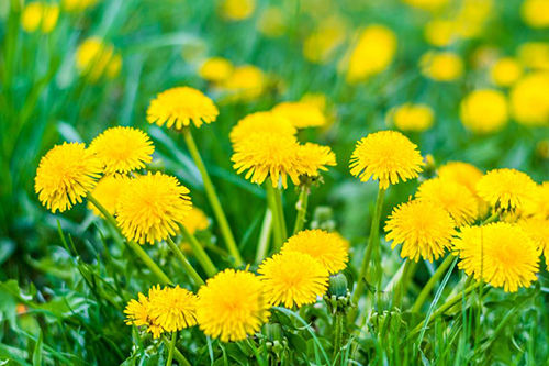 Dandelion