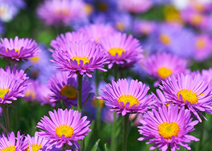 September Birth Flower - The Aster