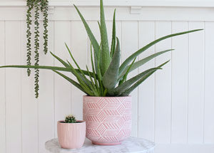 How to Grow & Nurture an Aloe Vera Plant?