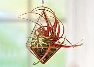 Guide to Taking Care of Tillandsia Air Plants