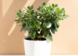 Which is the Best Place to Put a Jade Plant at Home? - Ferns N Petals