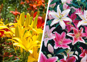 Difference between Asiatic and Oriental Lilies