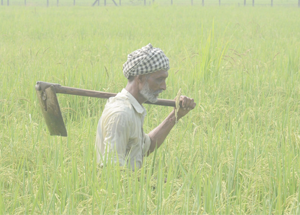 All you need to Know about Kisan Diwas