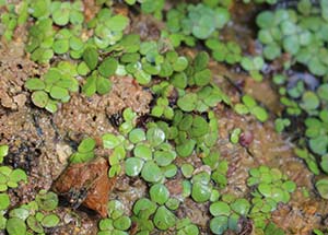 watermeal smallest flowering plant