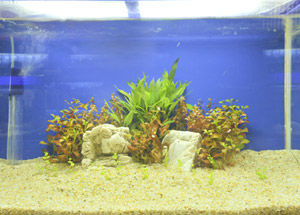 Which plants are best suited for an Aquarium?