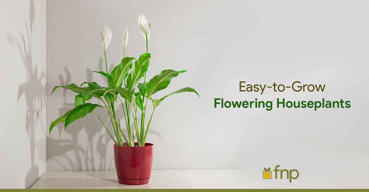 Indoor Flowering Plants