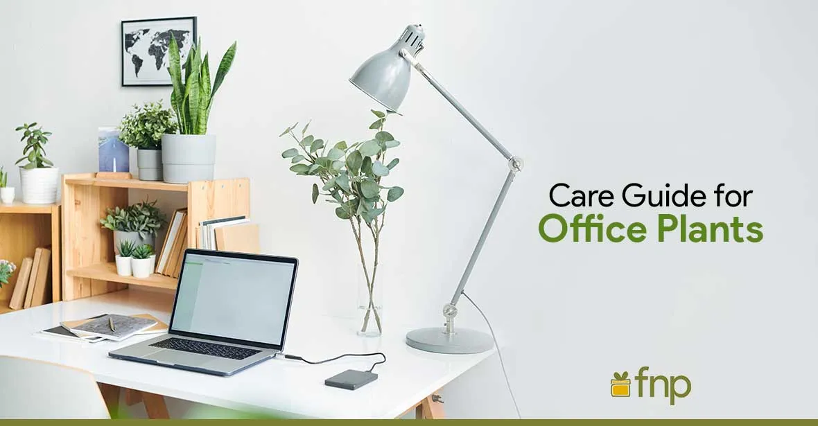 care for your office plants