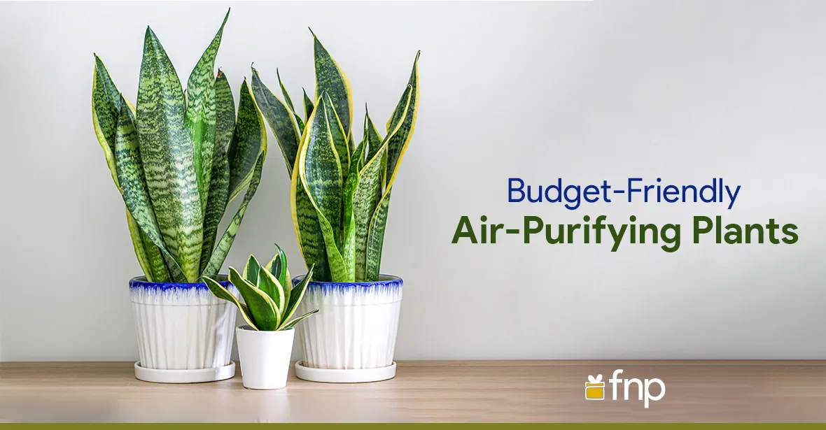 Green Air Purifiers