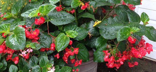 Begonia Plant