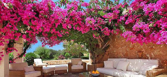 Bougainvillea Plant