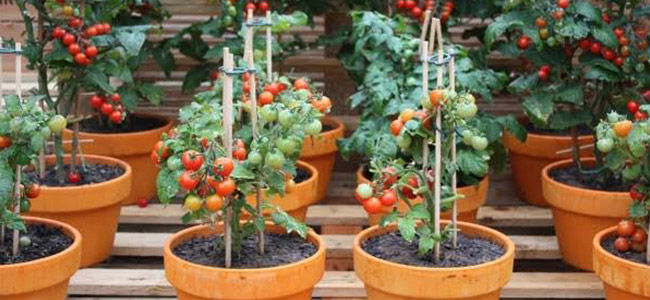 Cherry Tomato Plant