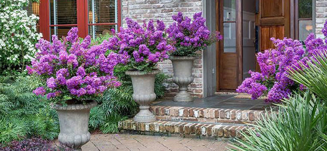 Crape Myrtle Plant