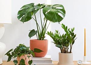 Top 7 Mosquito Repellent Indoor Plants