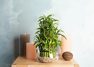 World Bamboo Day: Top 6 Lucky Bamboo Varieties you Should Know