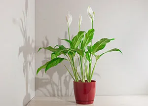 5 Easy-to-Grow Indoor Flowering Plants