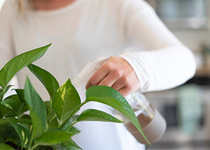 money plant leaves