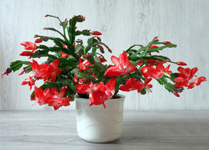 Helping Christmas Cactus Bloom All Holiday Season Long