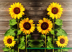 Fun Facts About Sunflowers we Bet you Didn't Know