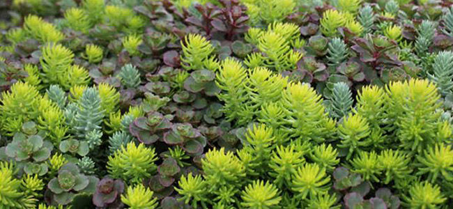 Sedum Plant