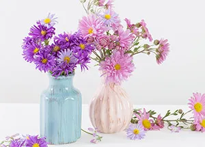 Interesting Facts We Bet You Didn't Know About Aster: The September Flower