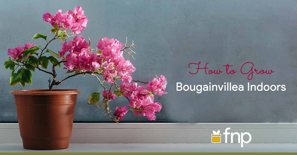 Grow Bougainvillaea Indoors