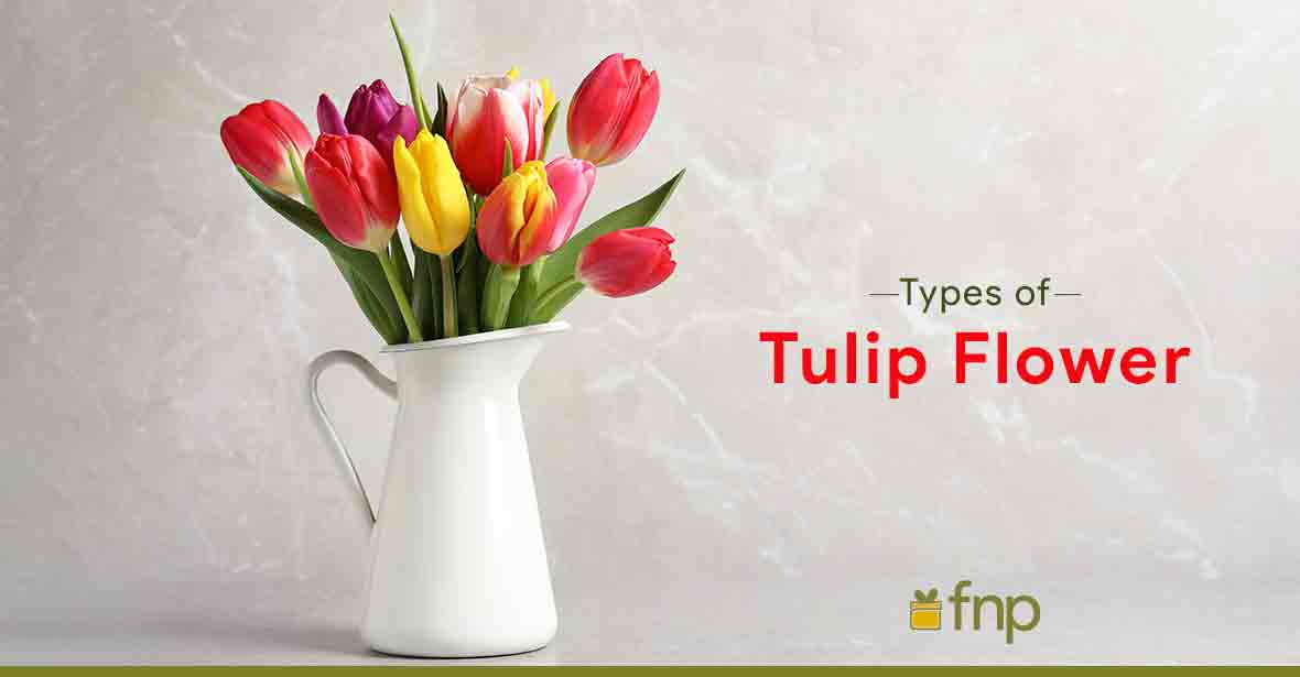 Tulip Flowers