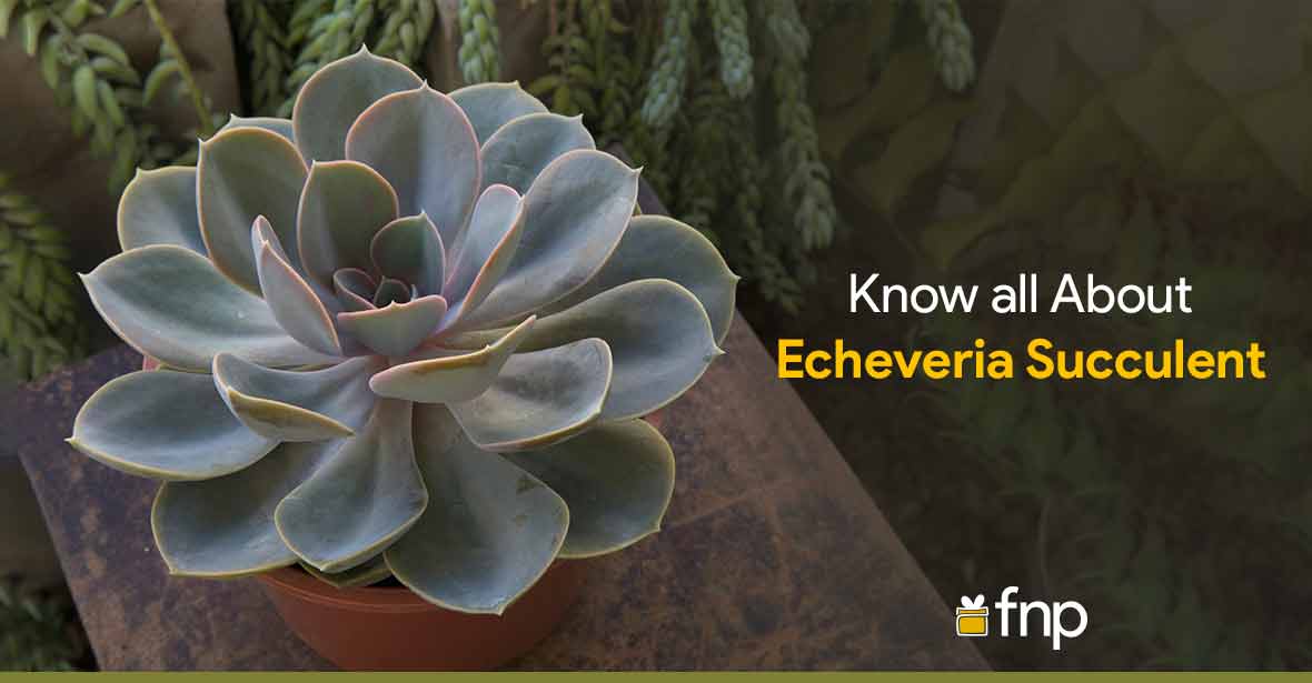 Echeveria Succulent