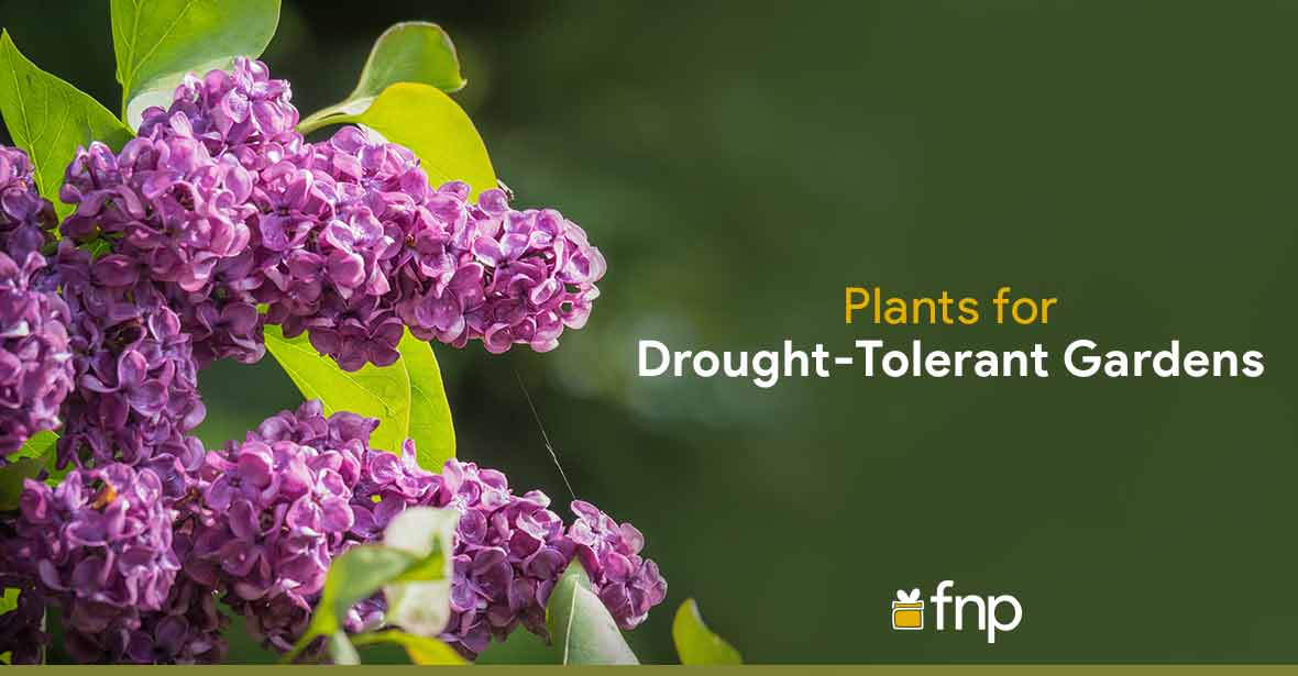 drought tolerant garden plants