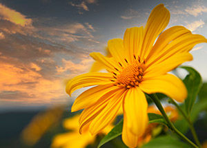 Flower Traditions in Mexico