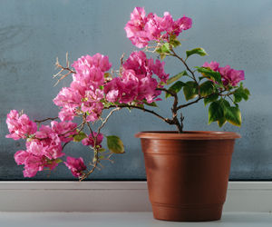 How to Grow Bougainvillaea Indoors