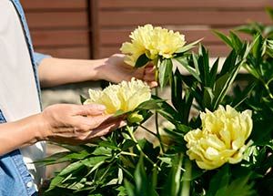 make peonies last longer