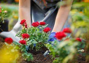 healthy roses in india