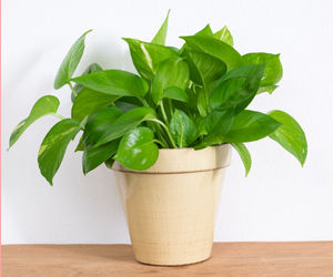 oxygen producing indoor plants