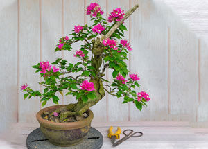 increase flowering in bougainvillea