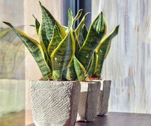 plants for the workplace