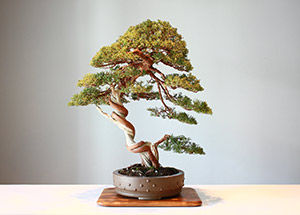 Top 6 Reasons to Buy Bonsai Plants Online via FNP