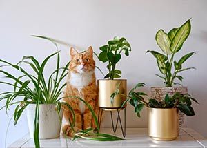 cat friendly houseplants