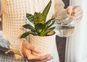 keeping your houseplants happy