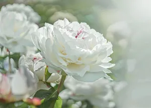 most beautiful white flowers