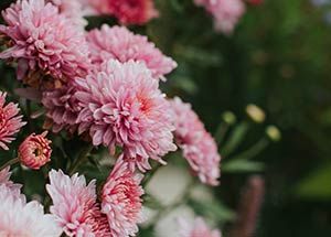 insects repellent plants