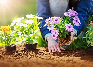 top summer flowers