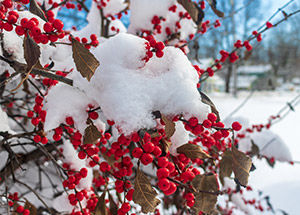 Stunning Flowers That Can Withstand Harshest of Winters