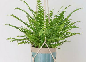 Know about Astonishing Benefits of Boston Fern Plant