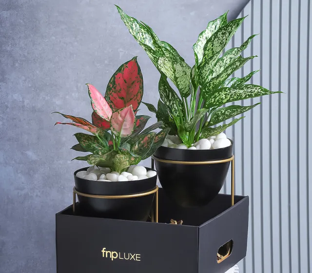 Luxury Plants