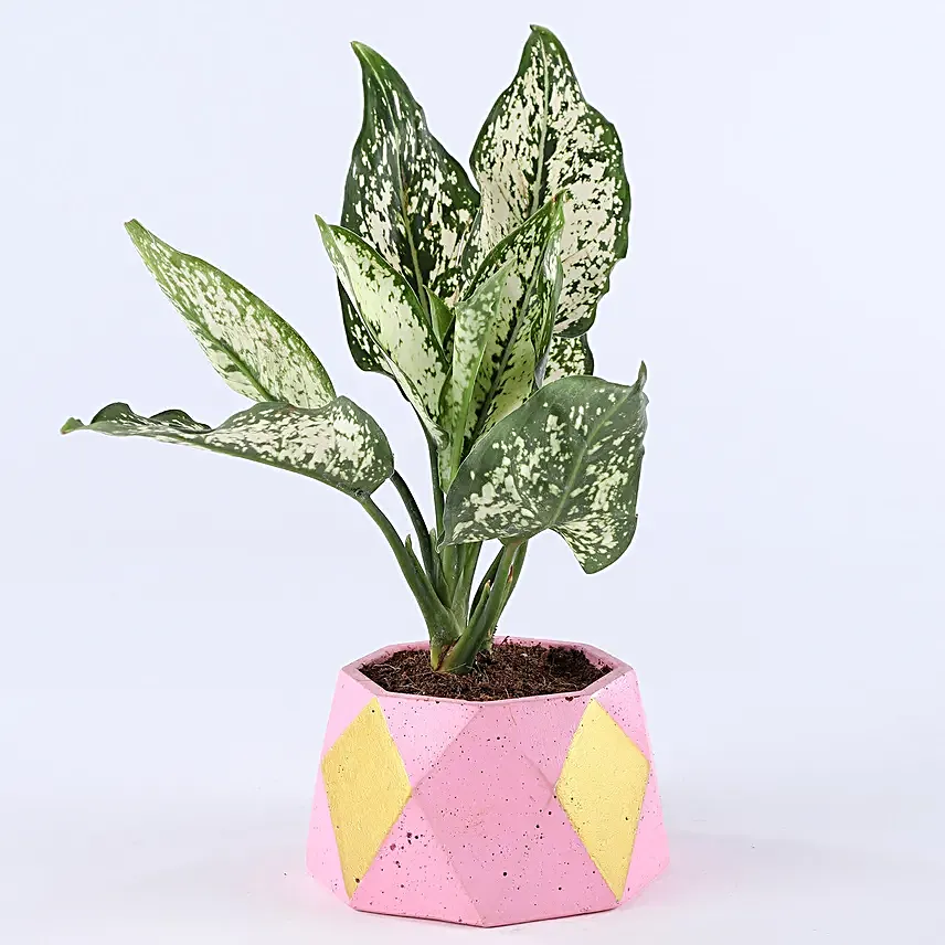 Aglaonema