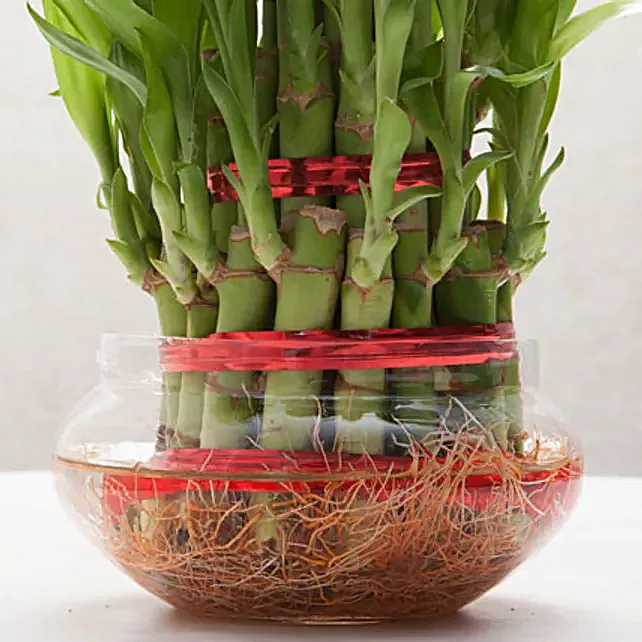 Lucky Bamboo